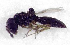 Odontacolus berryae