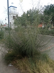 Parkinsonia aculeata