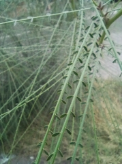 Parkinsonia aculeata