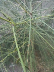 Parkinsonia aculeata