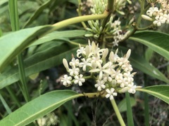 Parsonsia eucalyptophylla