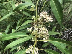 Parsonsia eucalyptophylla