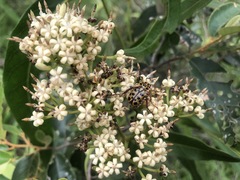 Parsonsia eucalyptophylla