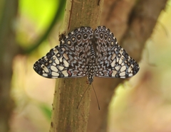Hamadryas feronia