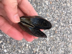 Mytilus edulis