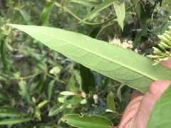 Parsonsia eucalyptophylla