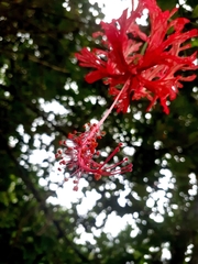 Hibiscus × archeri