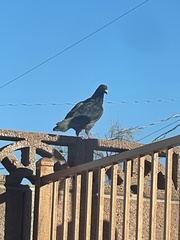 Columba livia domestica