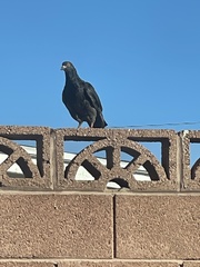 Columba livia domestica