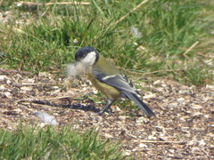 Parus major