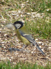 Parus major