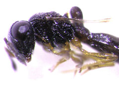 Odontacolus berryae