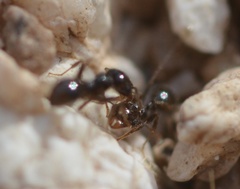 Pheidole xerophila