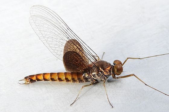 Siphlonurus mirus