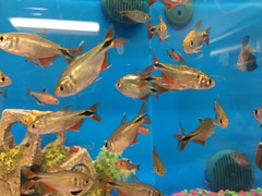 Hyphessobrycon anisitsi