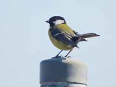 Parus major