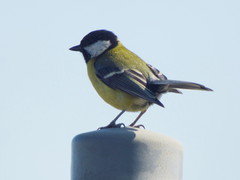 Parus major