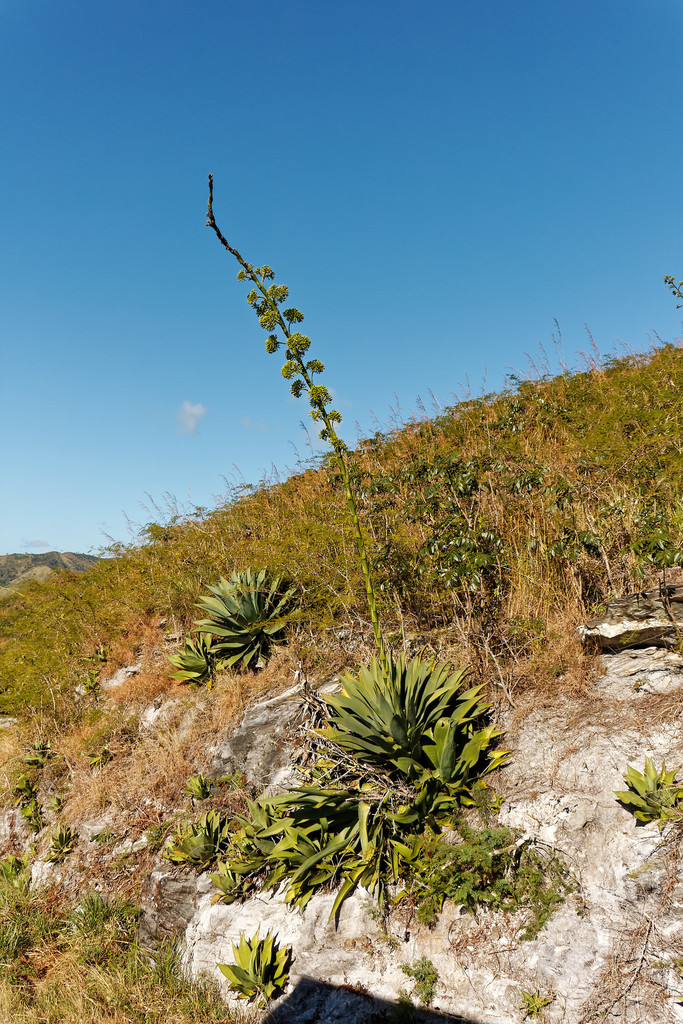 Agave brittoniana, Trinidad, Cuba