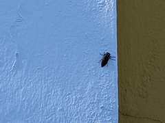 Chrysobothris dorsata