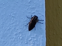 Chrysobothris dorsata