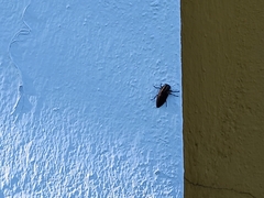 Chrysobothris dorsata