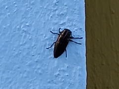 Chrysobothris dorsata