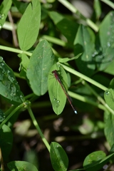 Oxyagrion terminale