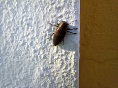 Chrysobothris dorsata