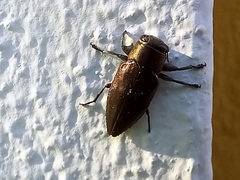 Chrysobothris dorsata