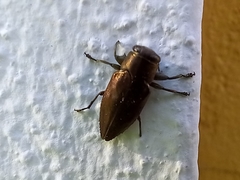 Chrysobothris dorsata
