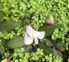 Mazus novaezeelandiae impolitus