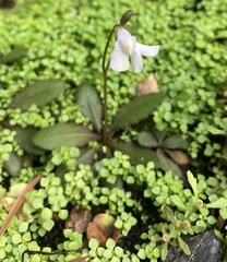 Mazus novaezeelandiae impolitus