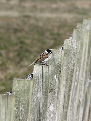 Emberiza schoeniclus