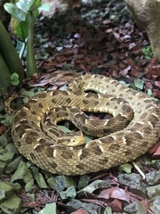 Bothrops