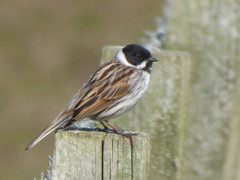 Emberiza schoeniclus