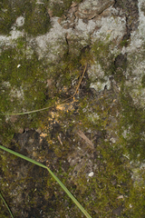 Dacrymyces