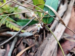 Leichhardtia suaveolens