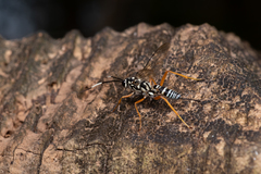 Cryptanura septentrionalis