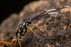 Cryptanura septentrionalis