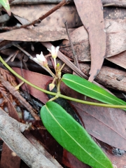 Leichhardtia suaveolens