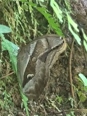 Eryphanis automedon