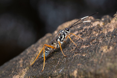 Cryptanura septentrionalis