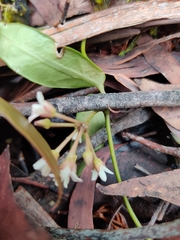 Leichhardtia suaveolens