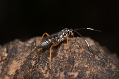 Cryptanura septentrionalis
