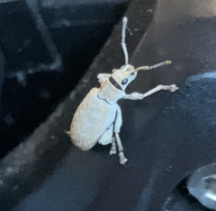 Myllocerus undecimpustulatus