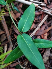Leichhardtia suaveolens