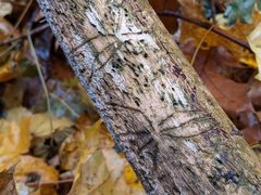 Pityogenes bidentatus