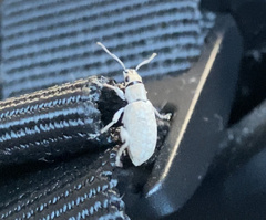 Myllocerus undecimpustulatus