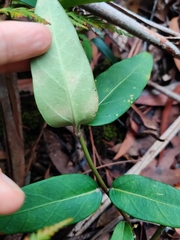 Leichhardtia suaveolens