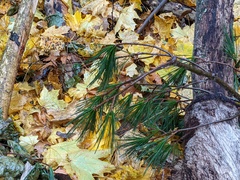 Pityogenes bidentatus